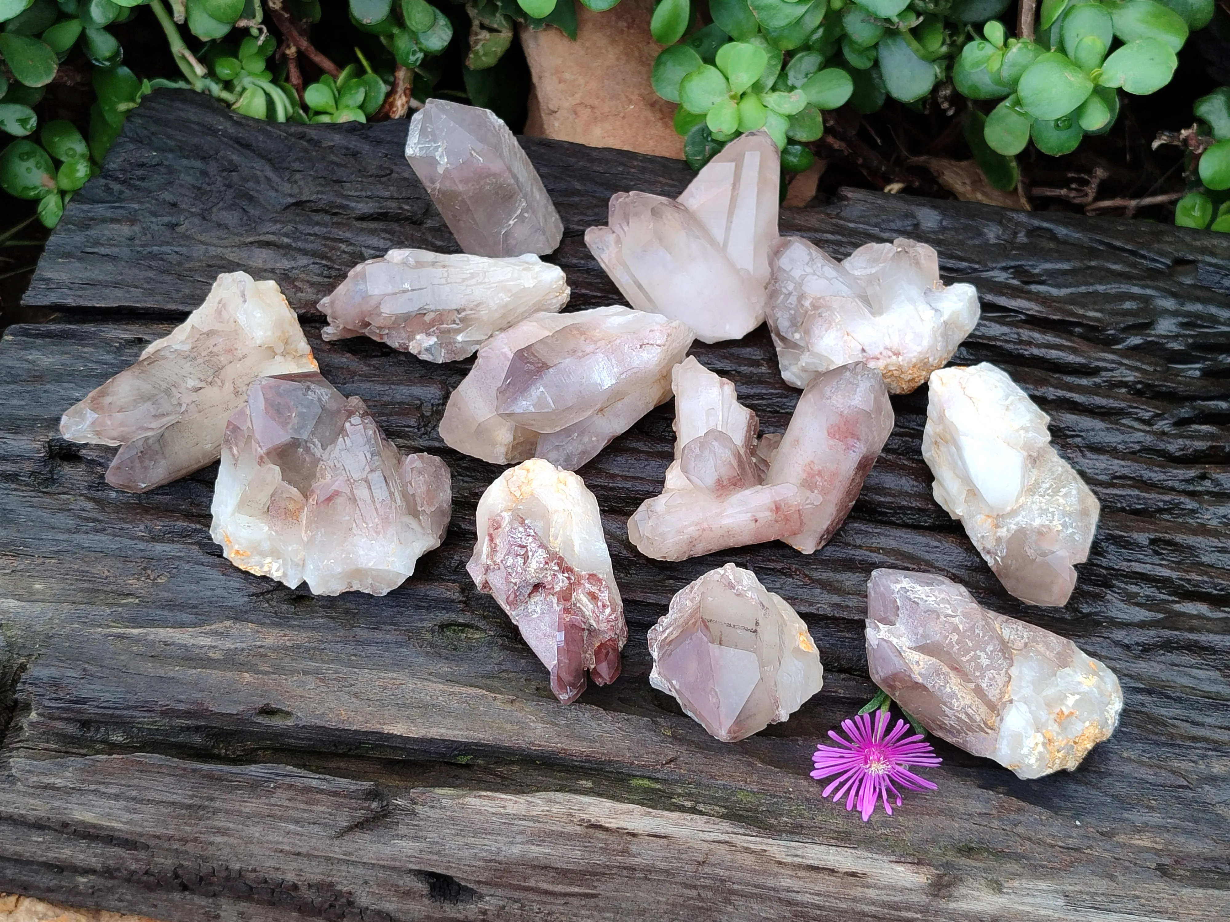 Natural Red Hematoid Quartz Specimens x 12 From Zimbabwe