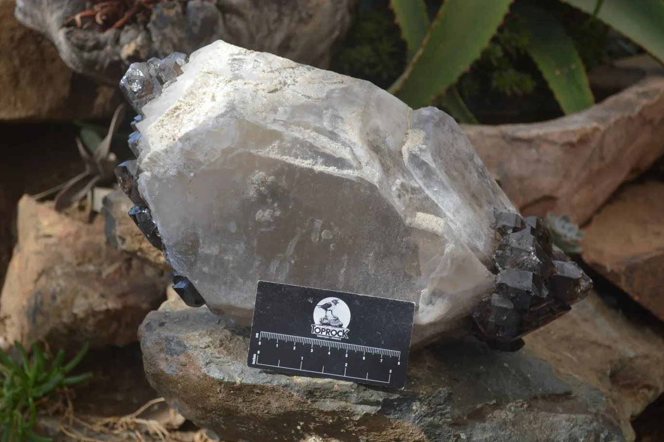 Natural Smokey Window Quartz Crystal Specimen x 1 From Brandberg, Namibia