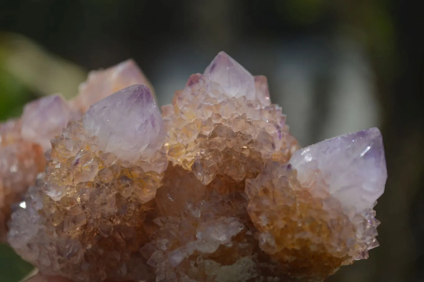 Natural Spirit Ametrine Quartz Clusters x 6 From Boekenhouthoek, South Africa