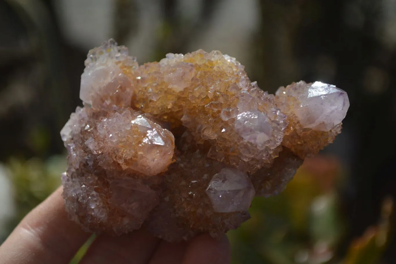 Natural Spirit Ametrine Quartz Clusters x 6 From Boekenhouthoek, South Africa