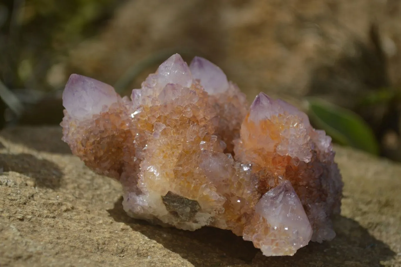 Natural Spirit Ametrine Quartz Clusters x 6 From Boekenhouthoek, South Africa