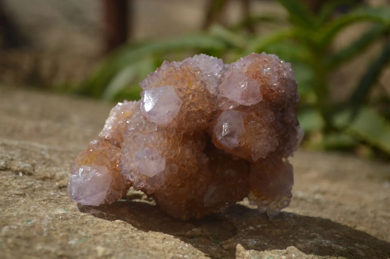 Natural Spirit Ametrine Quartz Clusters x 6 From Boekenhouthoek, South Africa